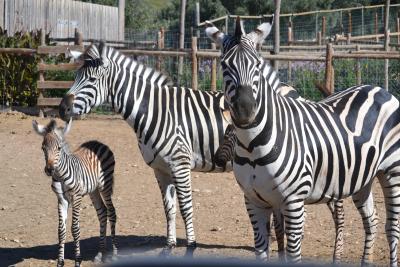 actividades para niños en sendaviva